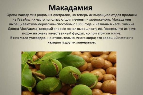 Масло макадамия (Macadamia Oil) для волос. Состав, польза, применение, отзывы