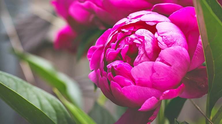 Пион уклоняющийся