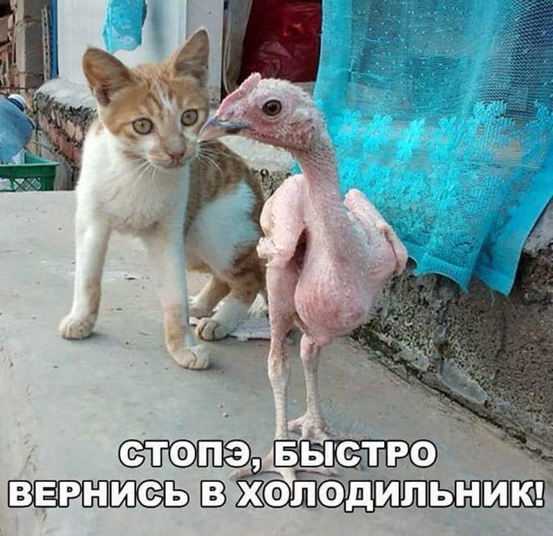 Шутки короткие смешные до слез