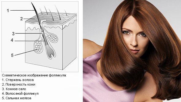 Волосяная фолликула